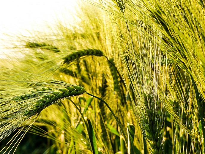 Lose the Wheat, Lose the Joint Pain: The Hidden Grief of Wheat